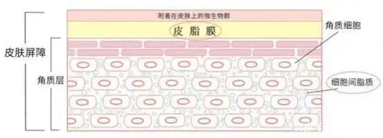 cMz9ClsLSOHc56c7.jpg