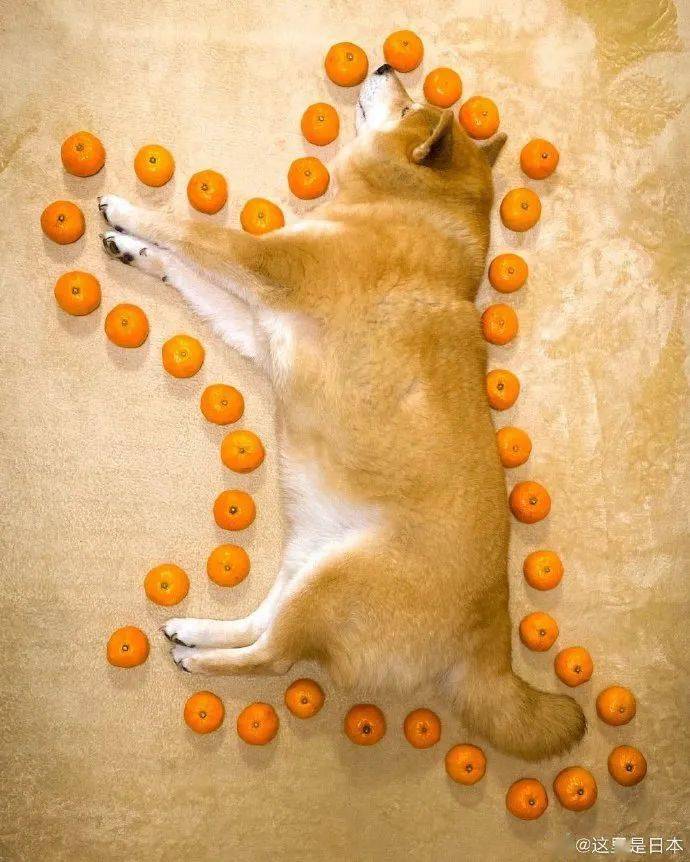 XfVdWII8gl66zMKn.jpg